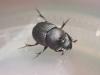 Onthophagus verticicornis